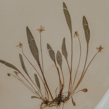 Lance-Leaved Herbarium