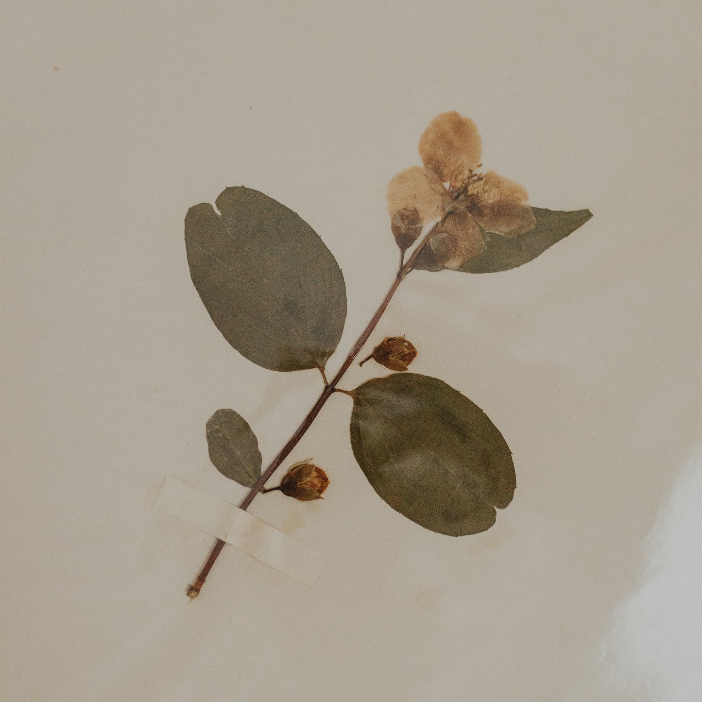 Syringa Herbarium