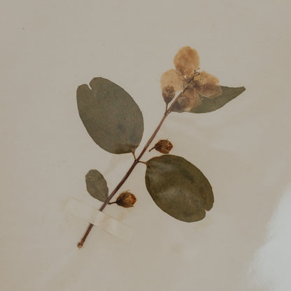 Syringa Herbarium