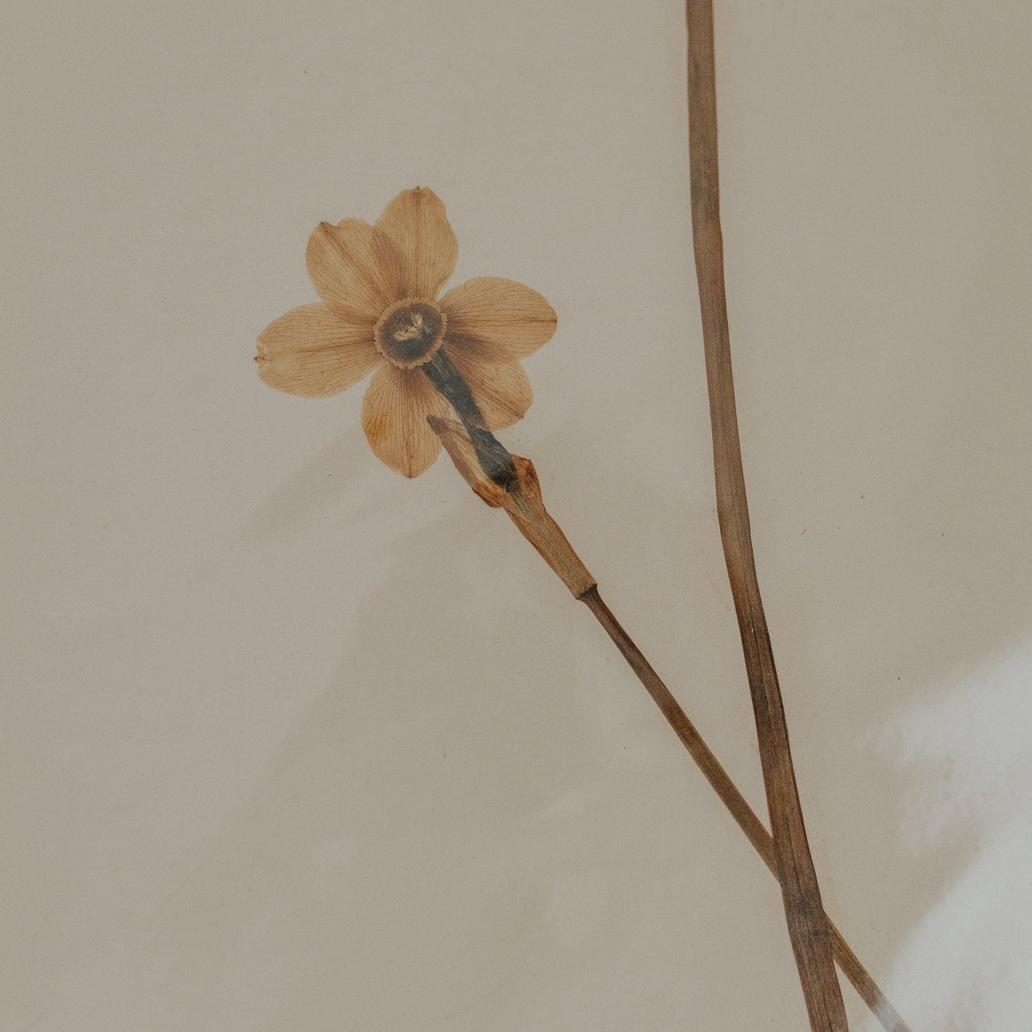 Narcissus Herbarium