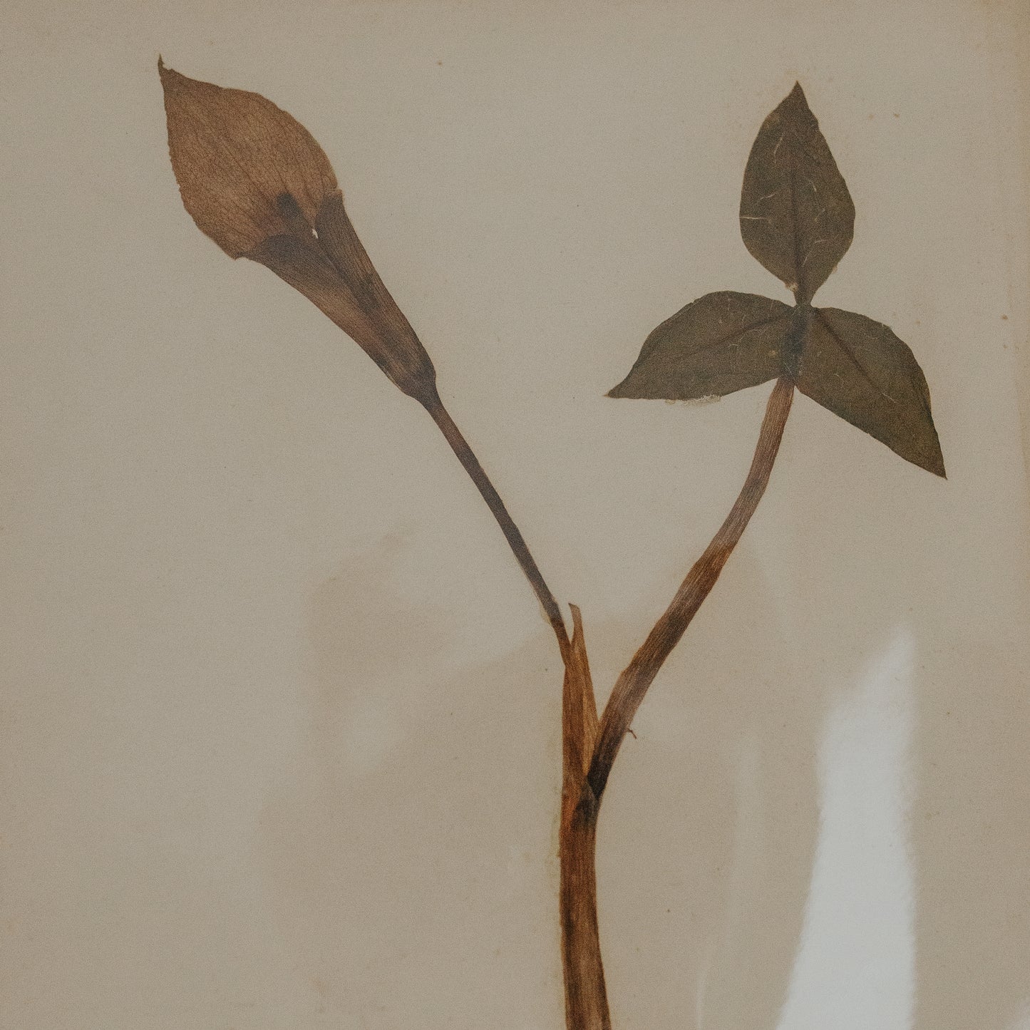 Indian Turnip Herbarium