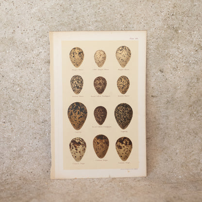 Sea Bird Egg Lithograph