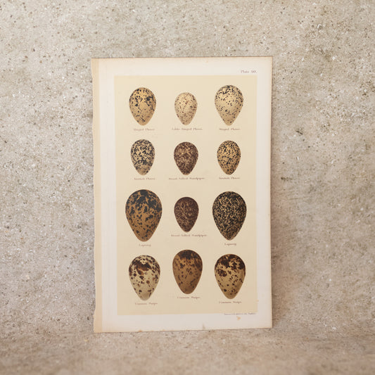 Sea Bird Egg Lithograph