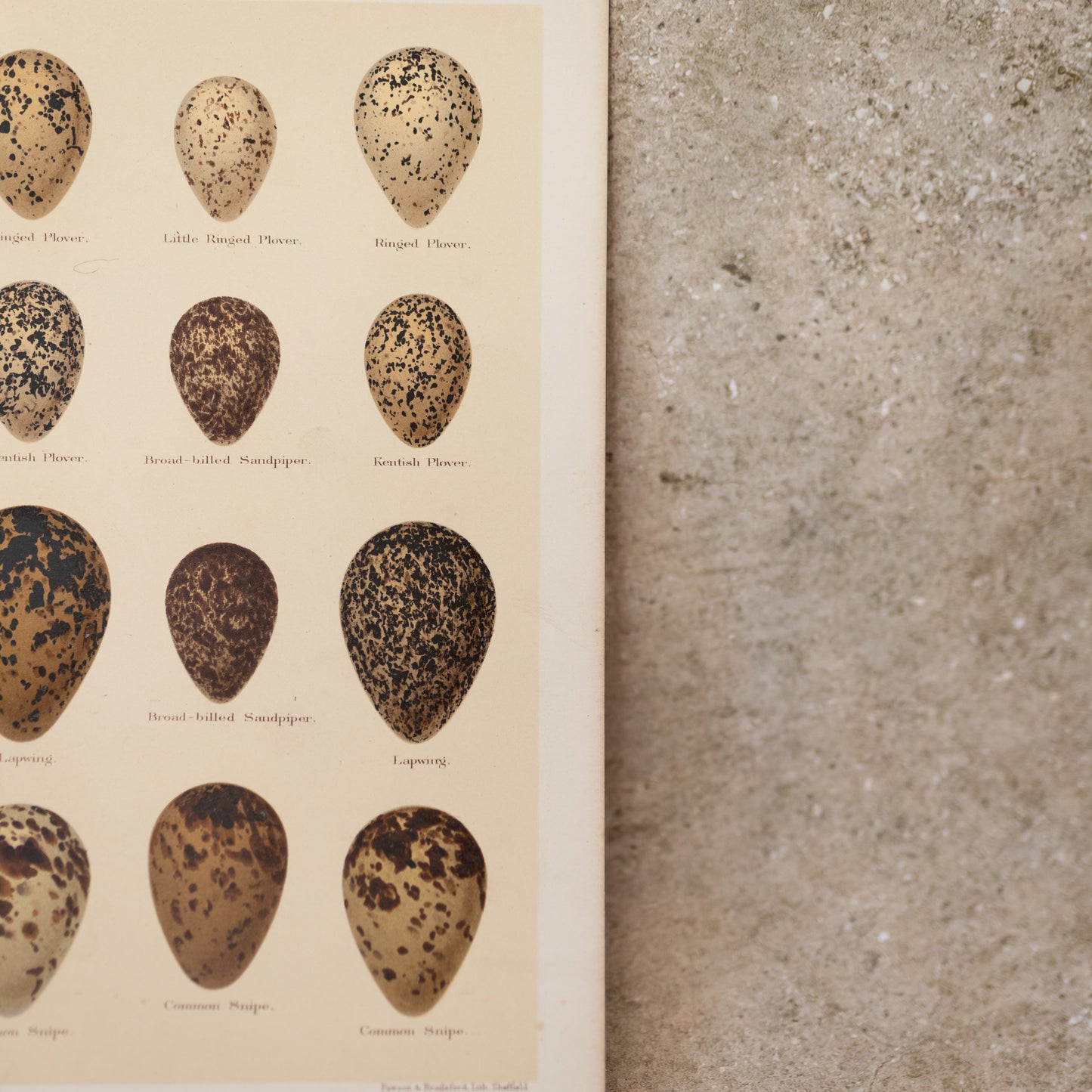 Sea Bird Egg Lithograph