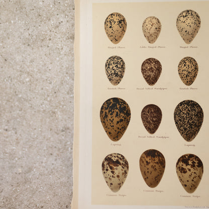 Sea Bird Egg Lithograph