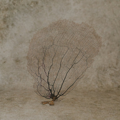 Eggplant Sea Fan