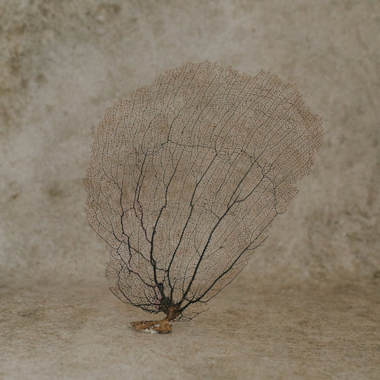 Eggplant Sea Fan