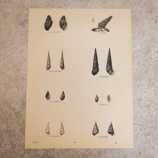 Shell Book Plate