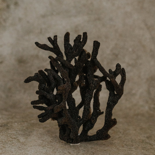 Sea Sponge Branch