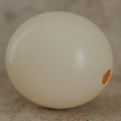 Ostrich Egg in Glass Cloche on Silver Platter