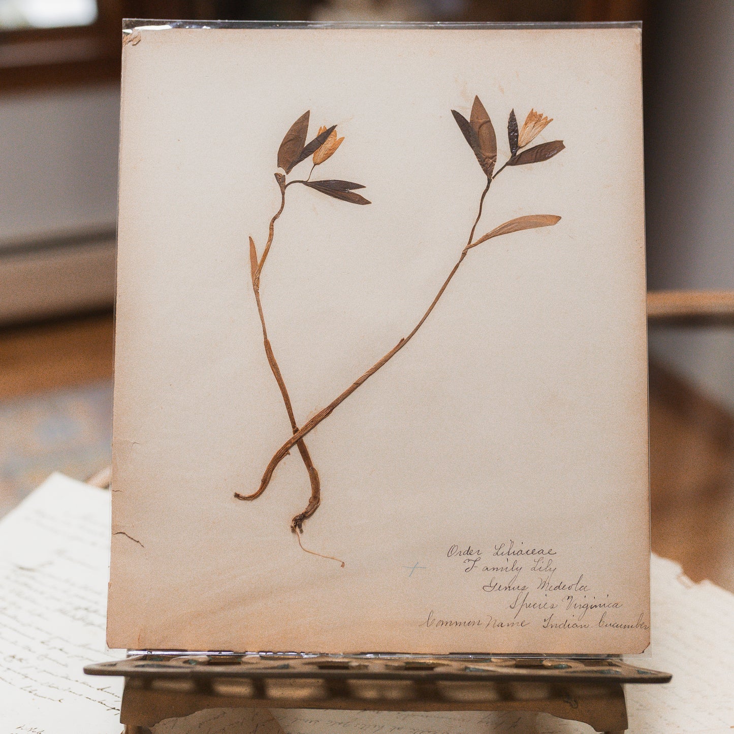 Antique Herbarium Specimen on Parchment
