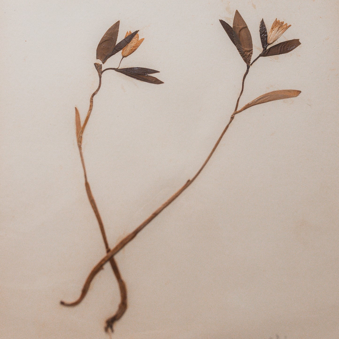 Antique Herbarium Specimen on Parchment