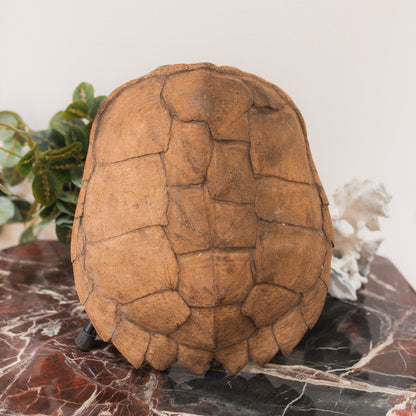 Antique Tortoise Shell Specimen