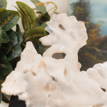 Blue Coral Specimen