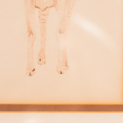 Vintage Goat Sketch