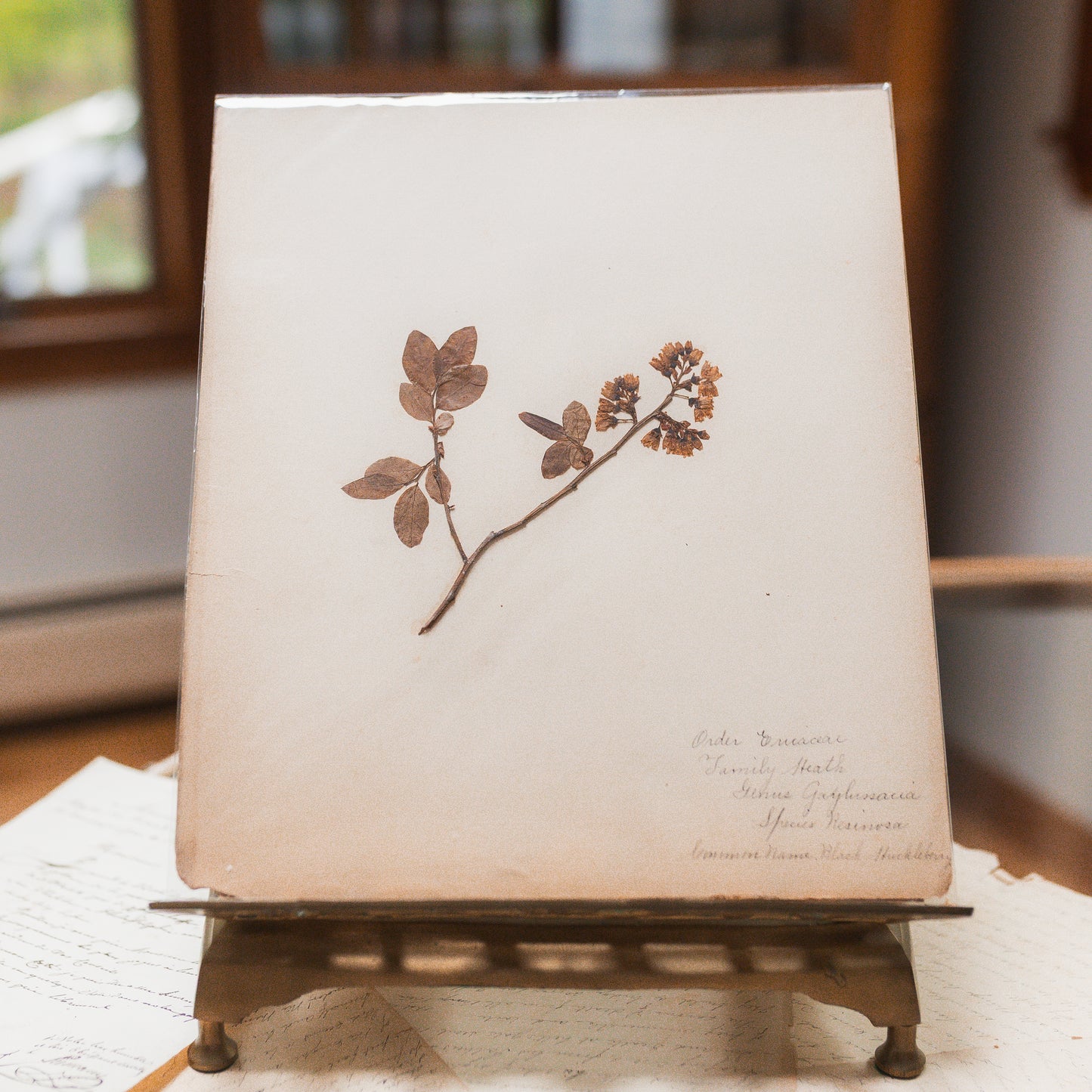 Antique Herbarium Specimen on Parchment