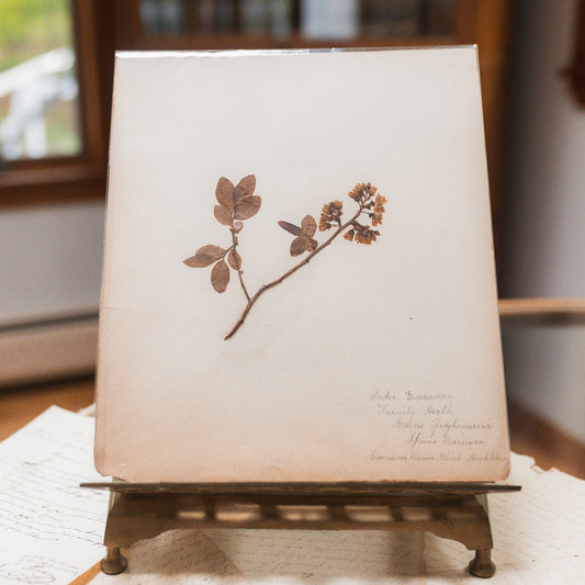 Antique Herbarium Specimen on Parchment