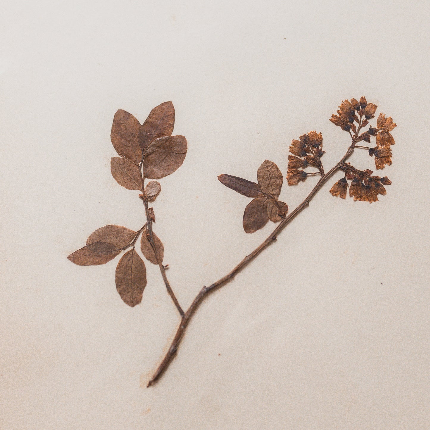 Antique Herbarium Specimen on Parchment