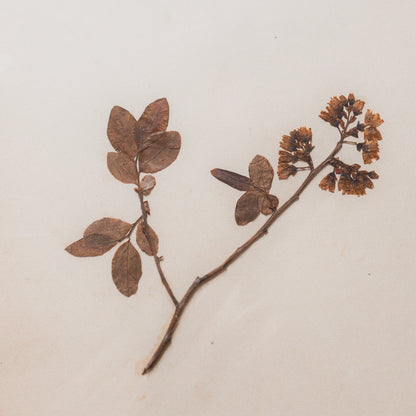 Antique Herbarium Specimen on Parchment