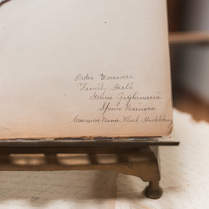 Antique Herbarium Specimen on Parchment