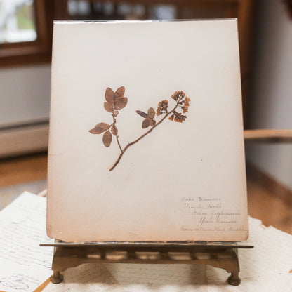 Antique Herbarium Specimen on Parchment