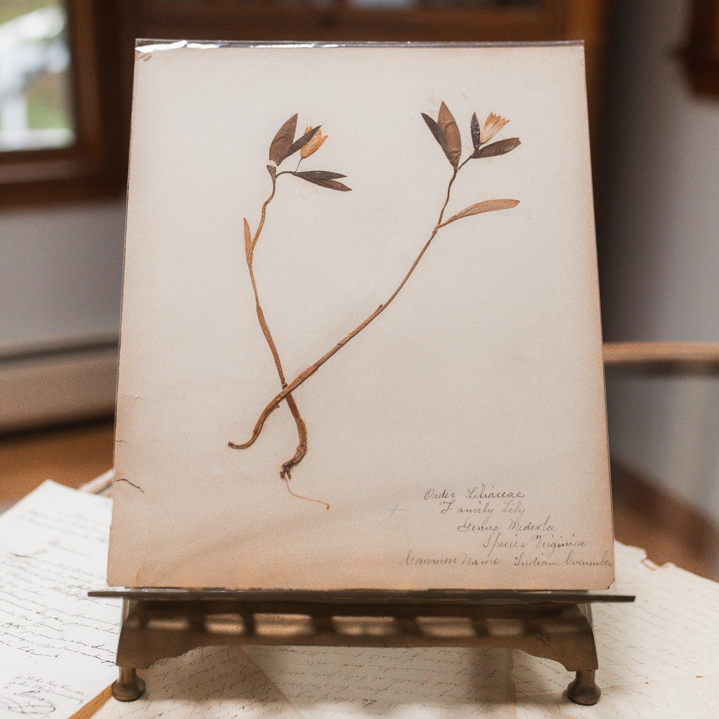 Antique Herbarium Specimen on Parchment