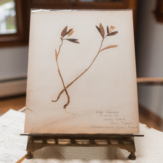 Antique Herbarium Specimen on Parchment
