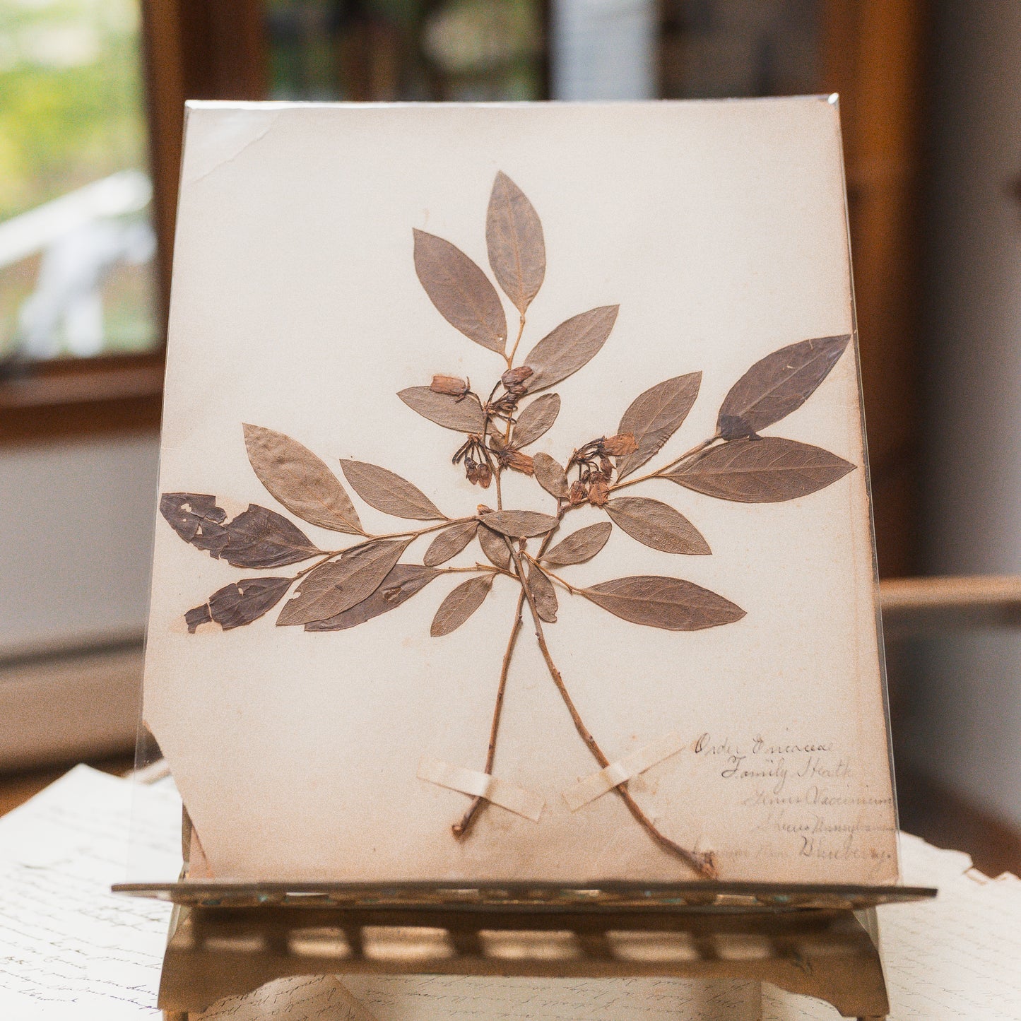 Antique Herbarium Specimen on Parchment